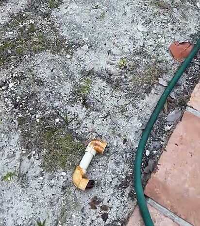 O caranguejo encontrou abrigo em um pedaço de tubo de PVC.