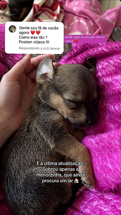 A fêmea menorzinha segue para adoção.