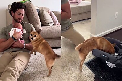 A cachorrinha fez tudo o que estava ao seu alcance.