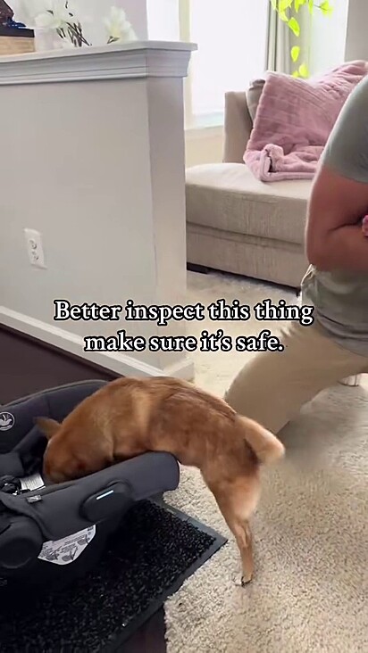 A chihuahua chegou a inspecionar o bebê conforto da irmã humana.