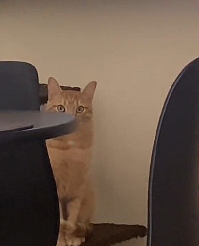 Simba, apenas observando Nayelle.