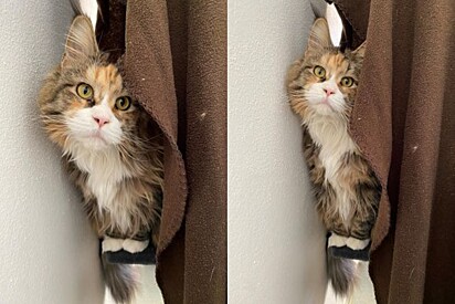 Lindo gato da raça Maine Coon está procurando um lar - mas há um problema