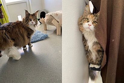 Kira precisa de alguém que ‘fale fluentemente’ a linguagem dos gatos.