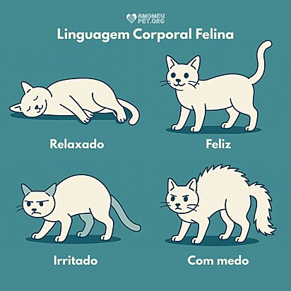 Linguagem corporal felina.
