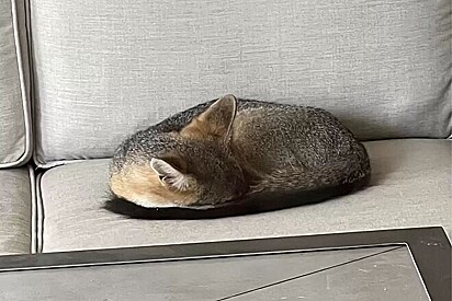 Stella achou que era um gato.