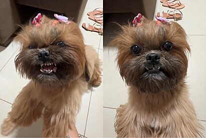 Shih-tzu tem sua verdadeira identidade revelada e vídeo impressiona mais de 7 milhões de pessoas.