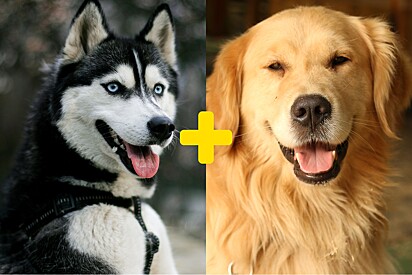 Cão mistura de husky e golden impressiona com beleza.
