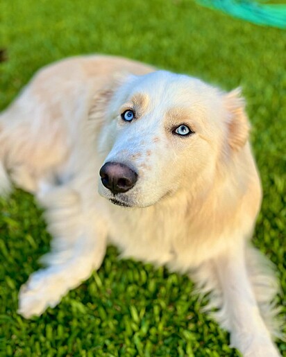 Kira é a mistura do golden retriever com husky siberiano. Goberiano.