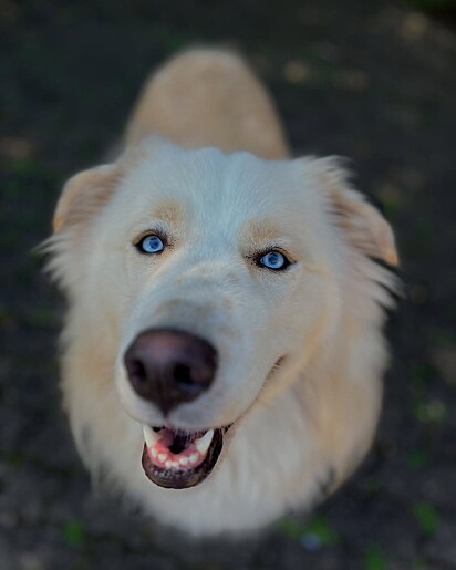 Cachorro goberiano. Mistura de husky siberiano com golden retriever.