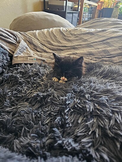 Nicholas acolheu a gatinha em sua casa.