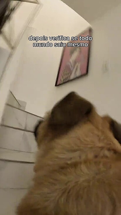 Ele checou se de fato os tutores haviam saído de casa. 
