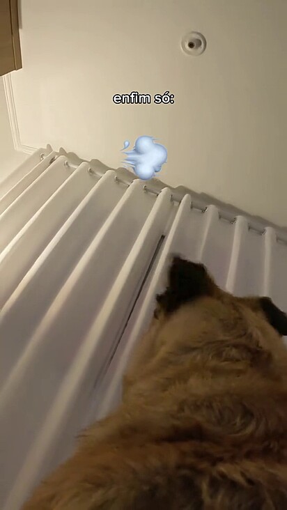 O cão não imaginava que estava sendo filmado.