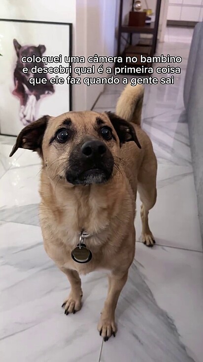 Bambino sempre faz uma varredura na casa.