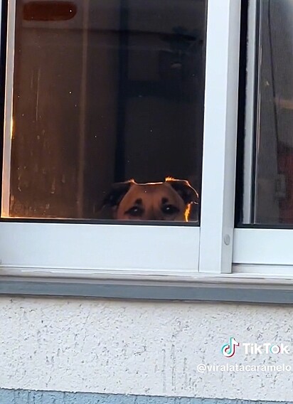 O motivo é o Bambino, seu cachorro vira-lata caramelo.