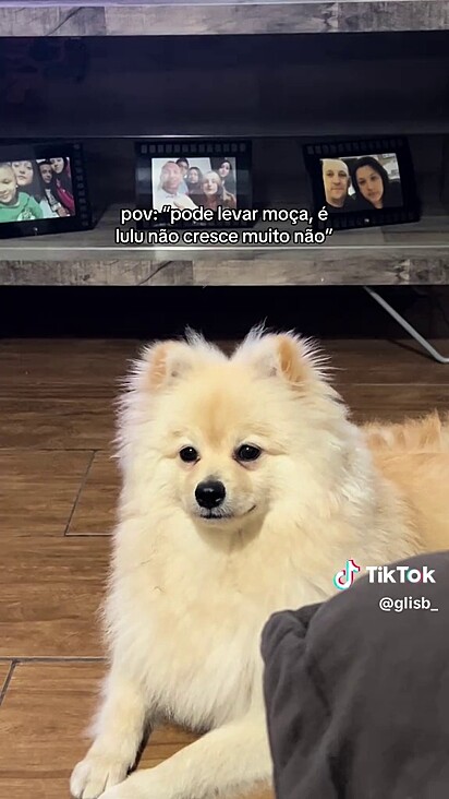 O cão se tornou um porte médio.