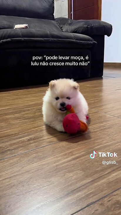 Juraram a tutora de que ele não cresceria muito.