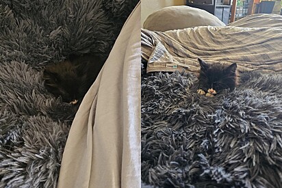 Agora, a gatinha está recebendo todos os cuidados.