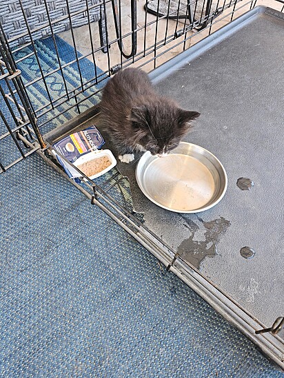 Ele enfiou a cabeça no ralo e conseguiu puxar a gatinha para fora .