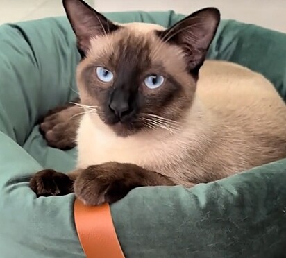 Diego é um gatinho aventureiro.