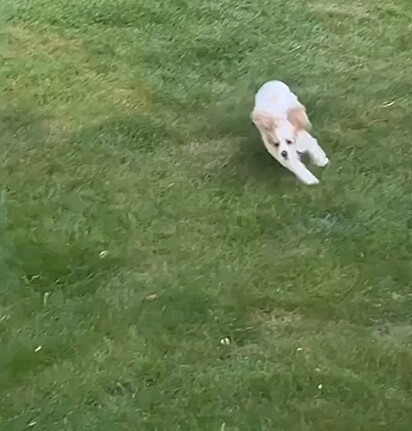 A cachorrinha feliz ao poder correr livre no gramado de sua nova casa.
