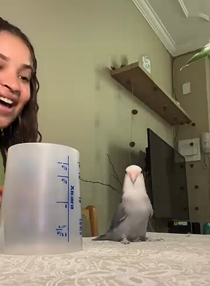 Basta Milena Pina começar a cantar para que seu passarinho entre no ritmo e comece a dançar.