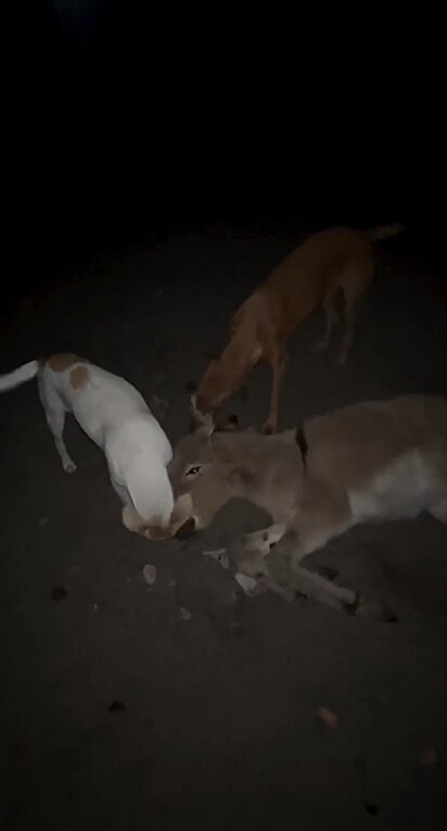 Dois cachorros saíram de casa à noite e voltaram com um filhote de jumento.