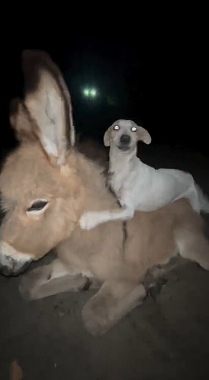 O momento foi registrado pelo tutor dos cães.