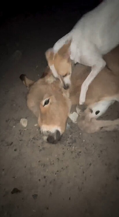Como se fossem melhores amigos, os cães não desgrudaram do animal.