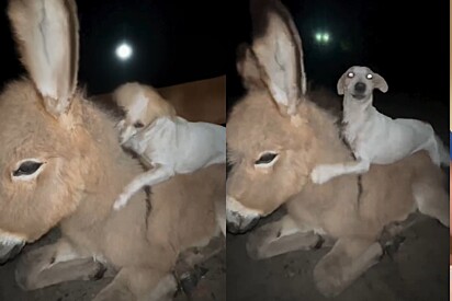 Cachorros saem de noite para brincar e voltam para casa com um novo amigo lindo.