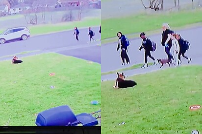 Cão pastor alemão gigante é falsamente acusado por mulher, mas câmera de segurança prova sua inocência.