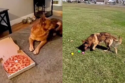 Buddy já apareceu no noticiário algumas vezes.