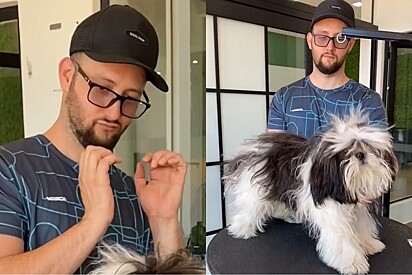 Cachorro shih-tzu chega para ser tosado com groomer famoso e volta para casa parecendo o Beiçola.