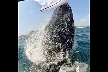 Homem praticava esporte no mar quando, de repente, algo emerge da água e o derruba da prancha.