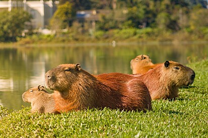 A capivara é o maior roedor do mundo.