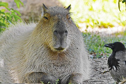 Quatro animais brasileiros incríveis para parar de pagar pau para bicho gringo.