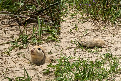 O tuco-tuco mora só no litoral do Rio Grande do Sul.