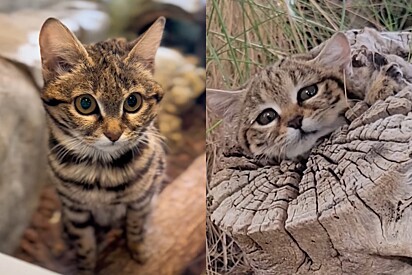 Não se engane: apesar do rosto fofo, por que esse gato é considerado o mais letal do mundo?