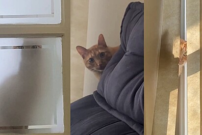 Jovem só queria passar uns dias com a irmã, mas o gato da casa tinha outros planos.