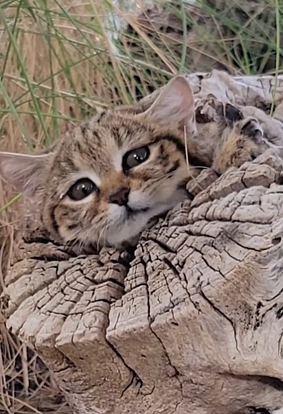 O gato-de-patas-pretas costuma dormir o dia todo em cupinzeiros ocos.