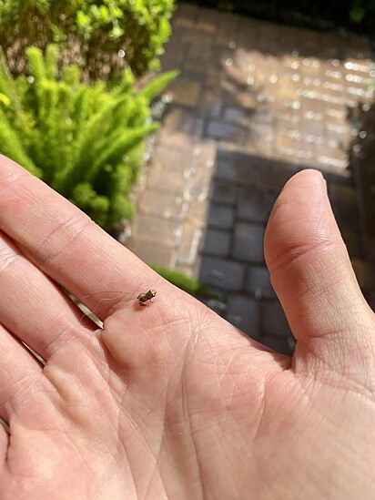 O homem acreditou que um inseto tivesse invadido a sua casa.