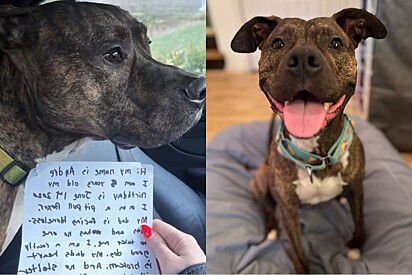Pitbull abandonado com bilhete de partir o coração tem seu final feliz.