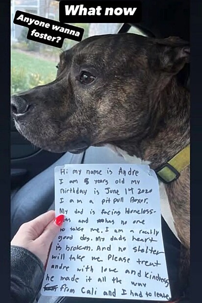 O pitbull foi abandonado junto de um bilhete.