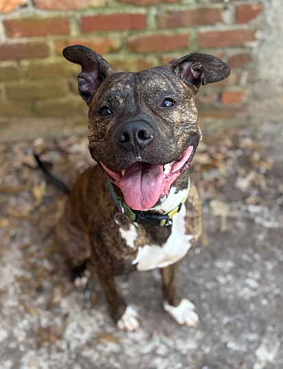 Tara dirigiu cerca de 16 km em meio ao mau tempo para resgatar o pitbull.