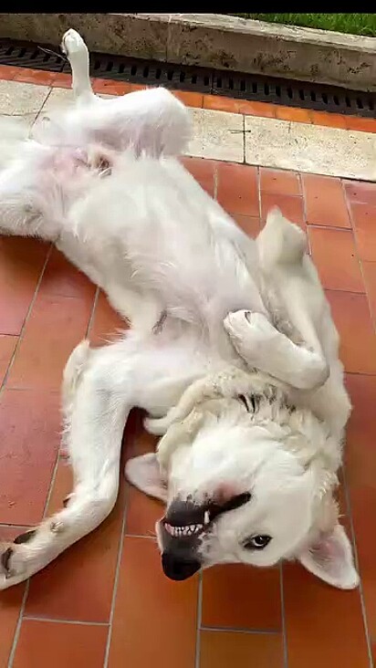 O cão adora viver no seminário.