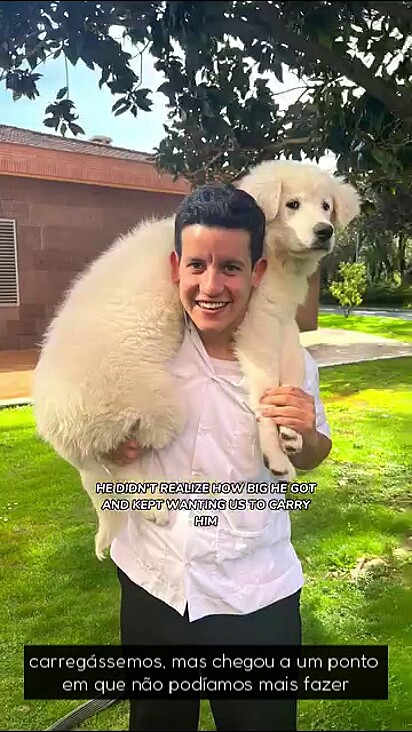 The ficou grande demais para ser pego no colo.