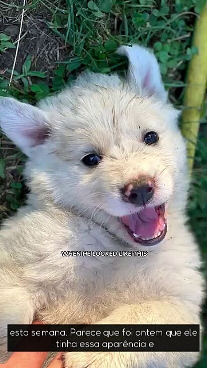 O cão cresceu muito em apenas dois anos.