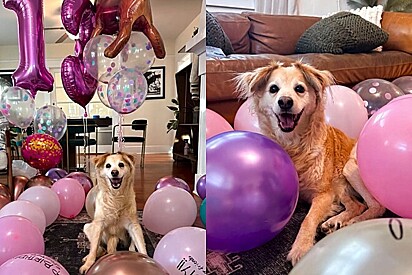 Cadela idosa ganha surpresa mágica em seu aniversário e essa foi a reação dela.