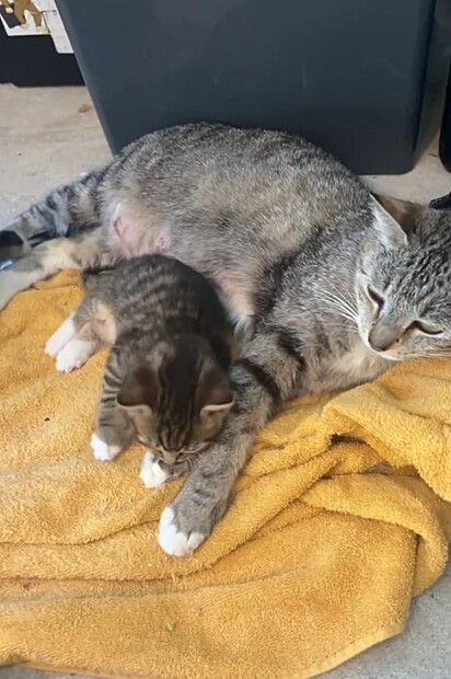 A gatinha deu à luz cinco filhotes.