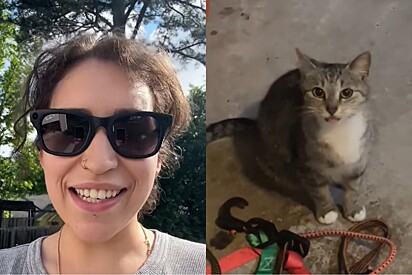 Mulher alimenta gato de rua e meses depois recebe uma recompensa inesperada.