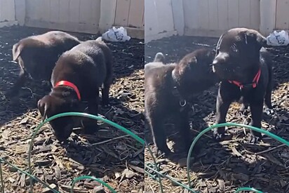 Casal acreditava que havia trazido filhotes de cane corso para casa - mas quando cachorros crescem, percebem diferença.